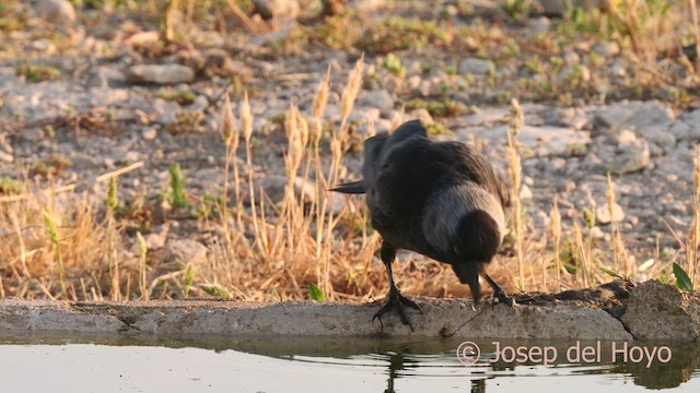 Eurasian Jackdaw - ML638754898