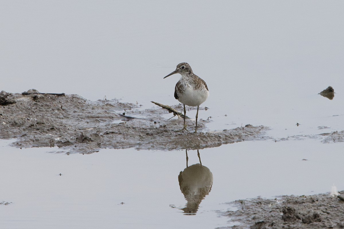Solitary Sandpiper - ML638754979