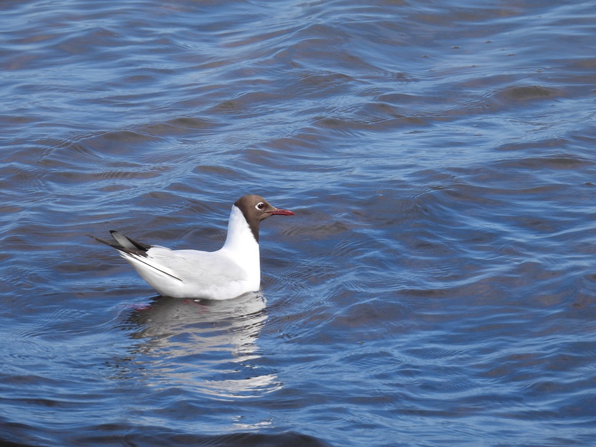 Black-headed Gull - ML638754983