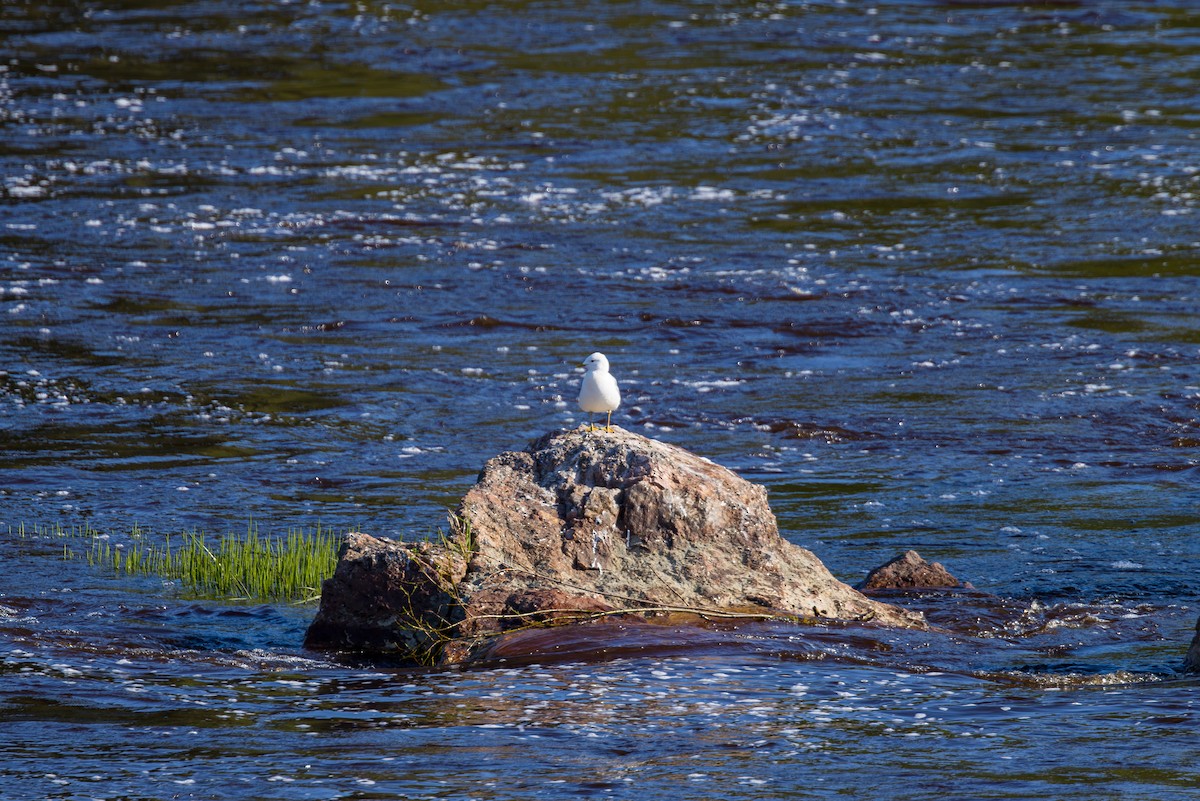 Common Gull (European) - ML638754985