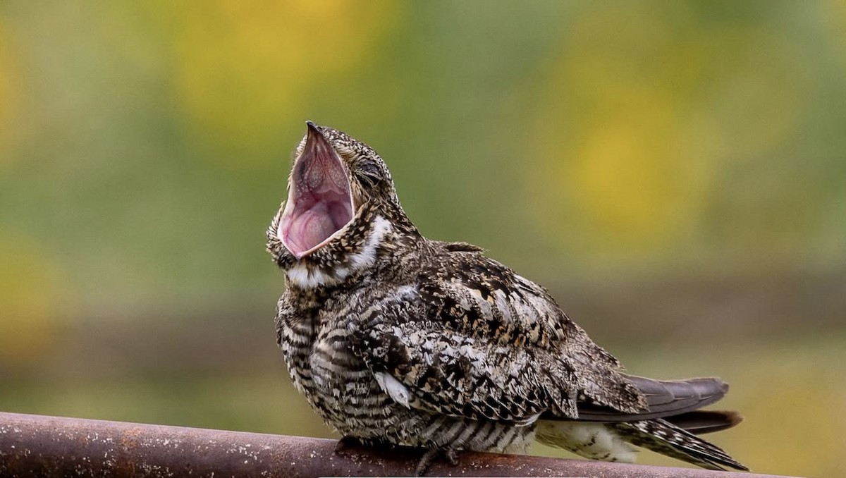 Common Nighthawk - ML638754987