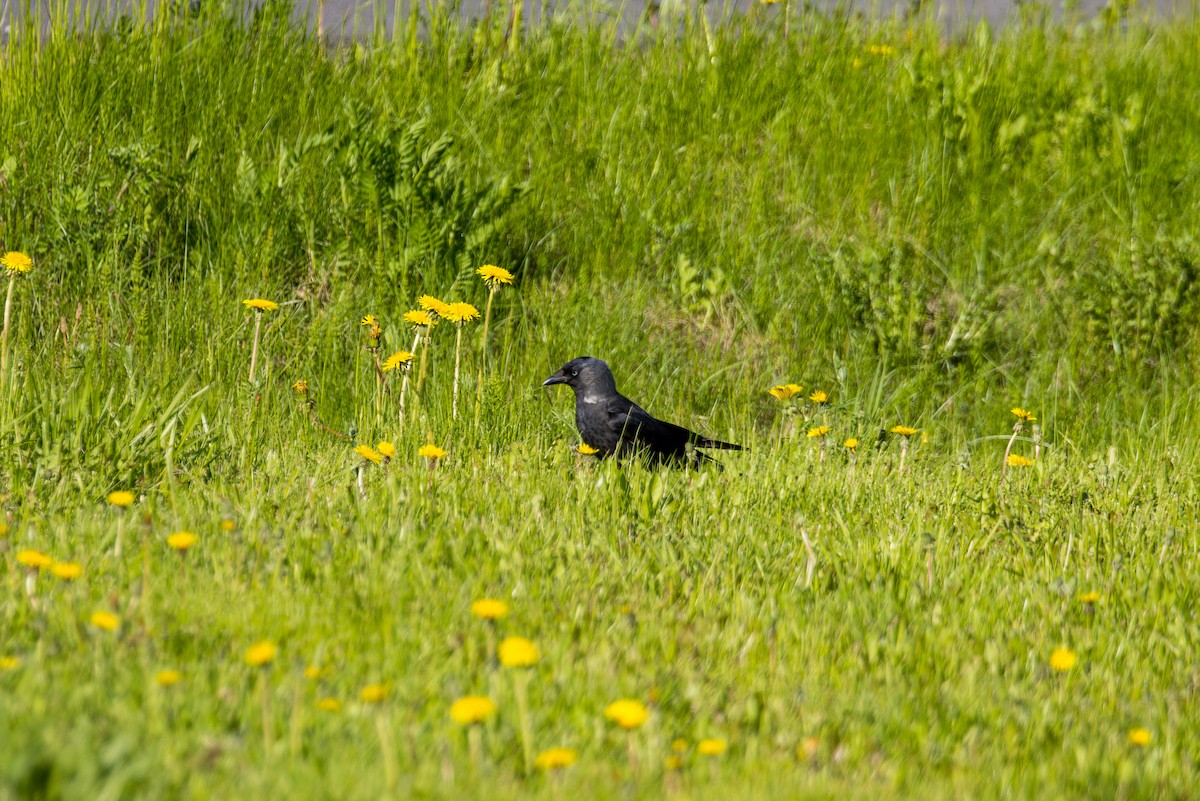 Eurasian Jackdaw - ML638754993