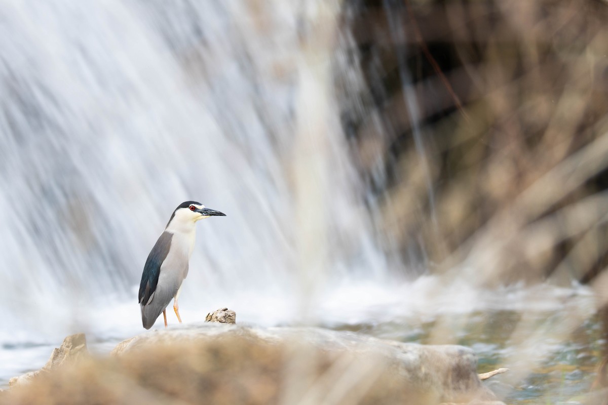 Black-crowned Night Heron - ML638754995