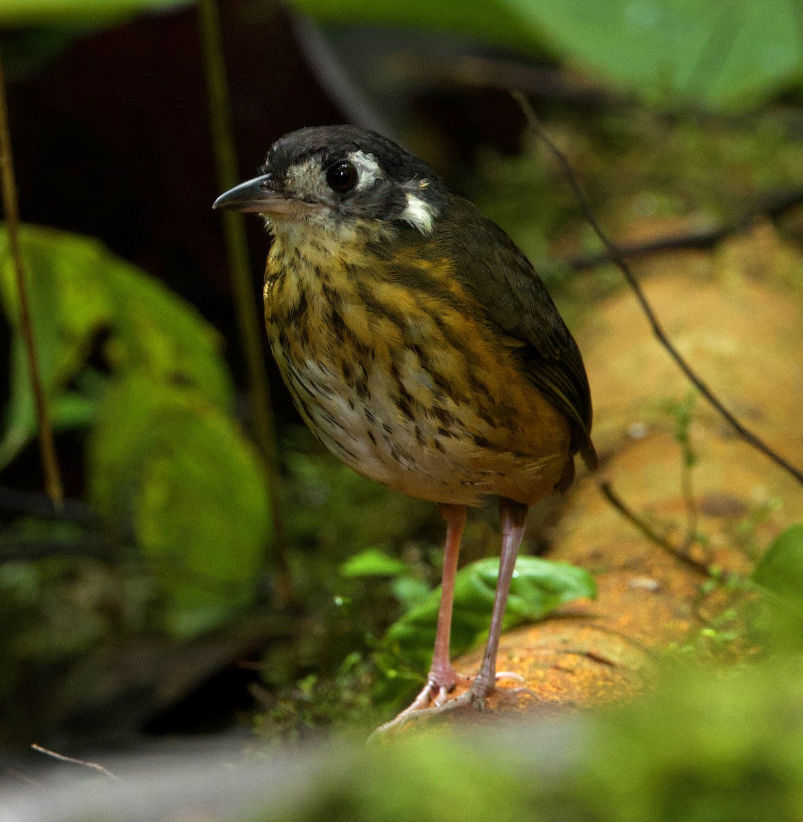 White-lored Antpitta - ML638754997