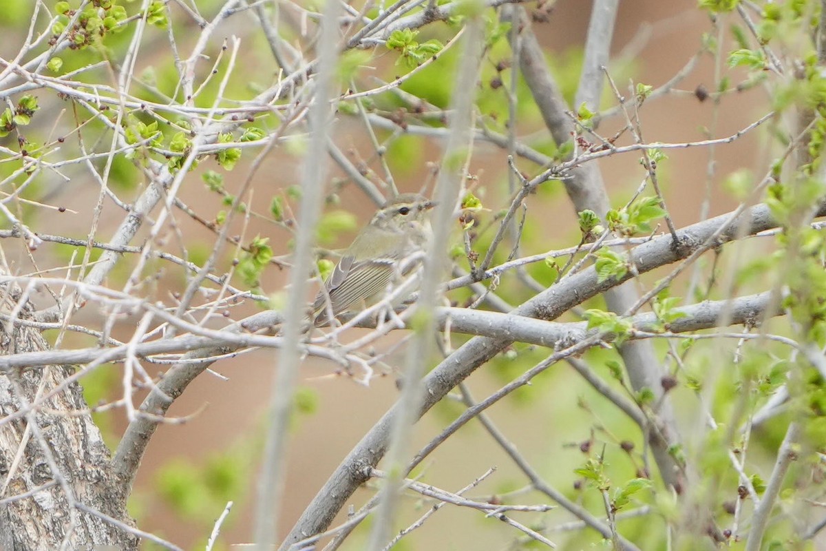 Hume's Warbler - ML638754999
