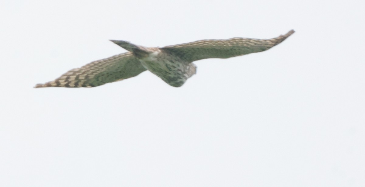 Sharp-shinned Hawk - ML638755000