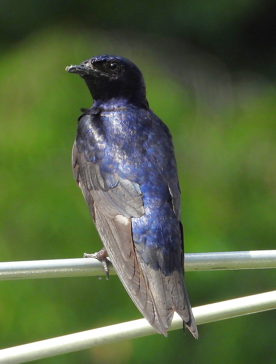 Purple Martin - ML638755002