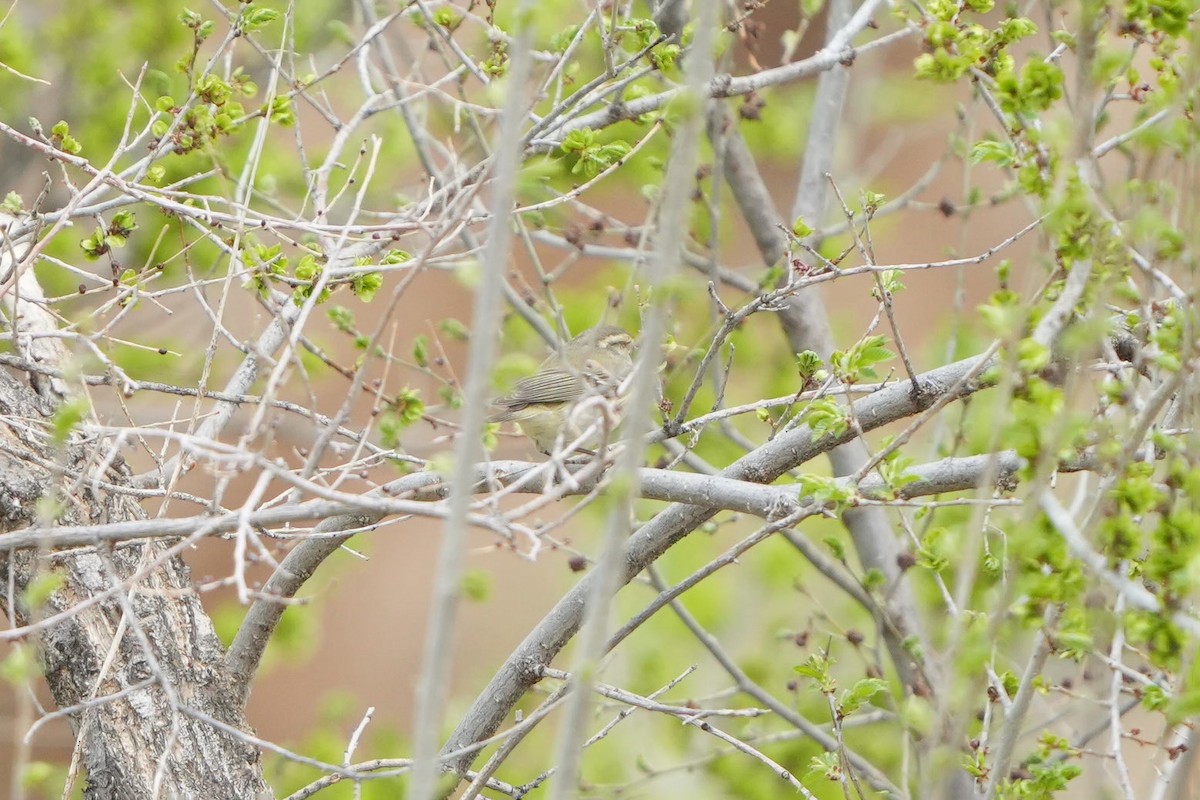 Hume's Warbler - ML638755006