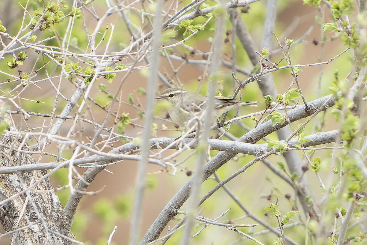 Hume's Warbler - ML638755007