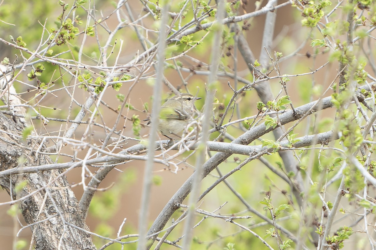 Hume's Warbler - ML638755008