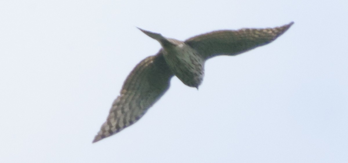 Sharp-shinned Hawk - ML638755010