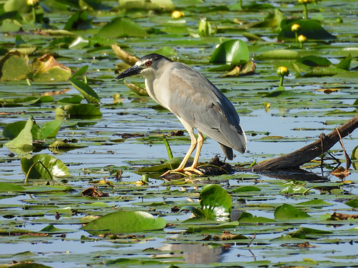Black-crowned Night Heron - ML638755011