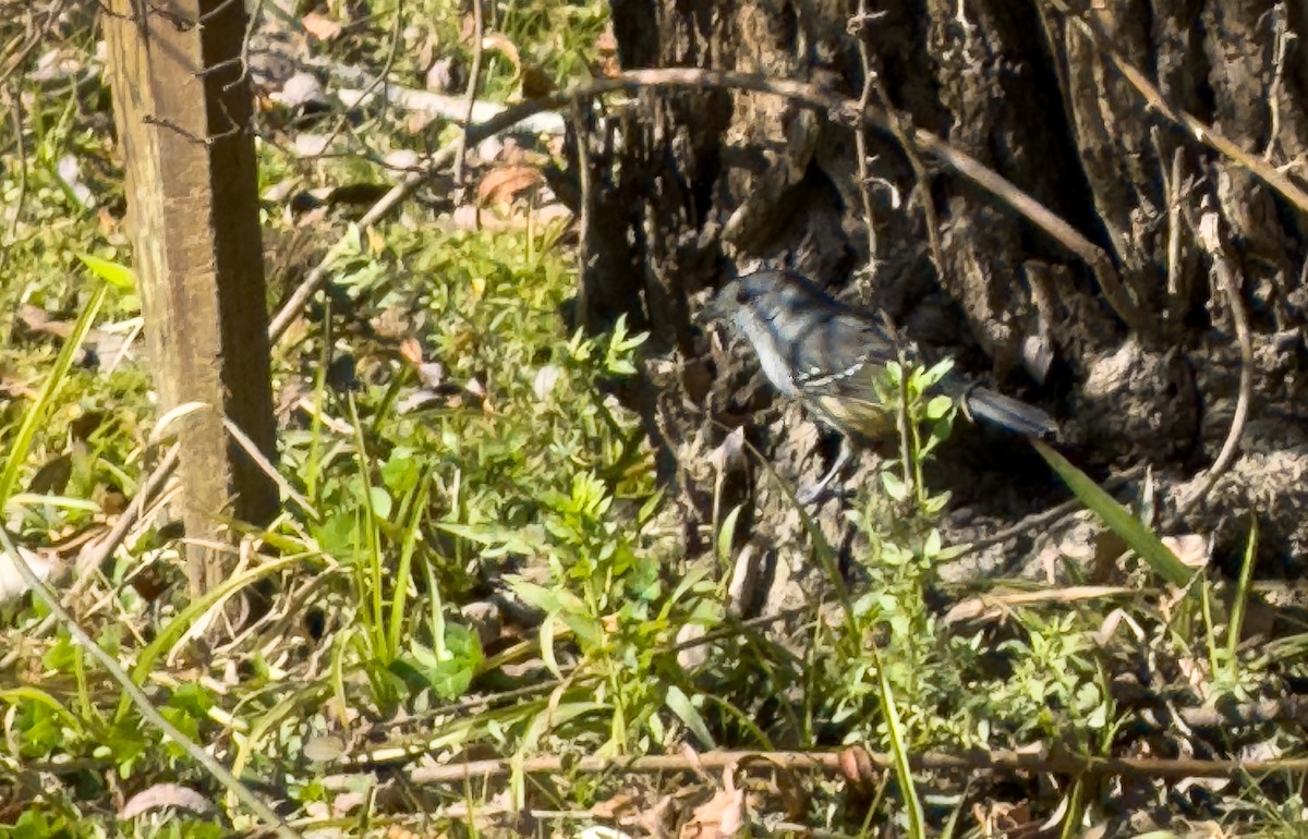 Variable Antshrike - ML638755012