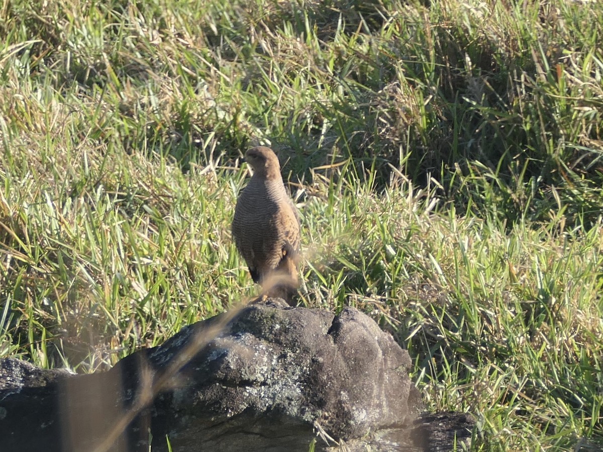 Savanna Hawk - ML638755016