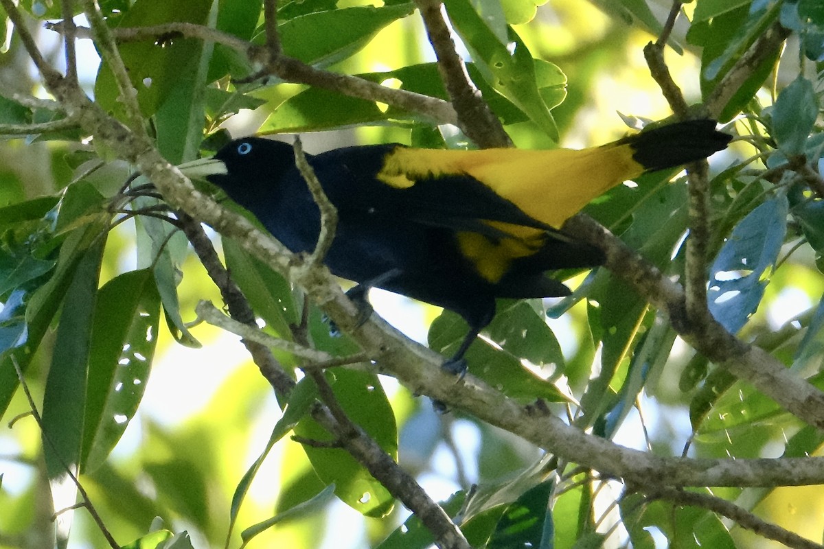 Cassique cul-jaune - ML638755017