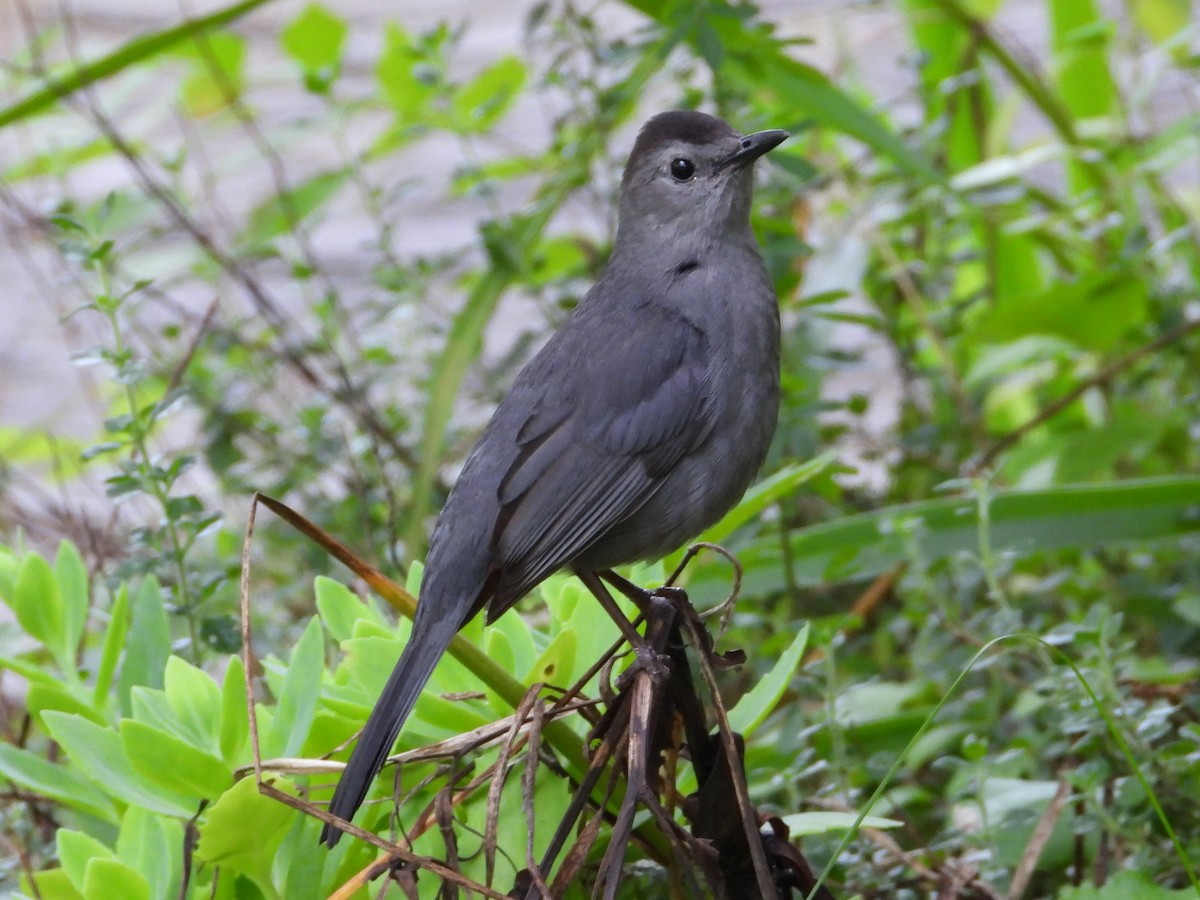 Gray Catbird - ML638755019