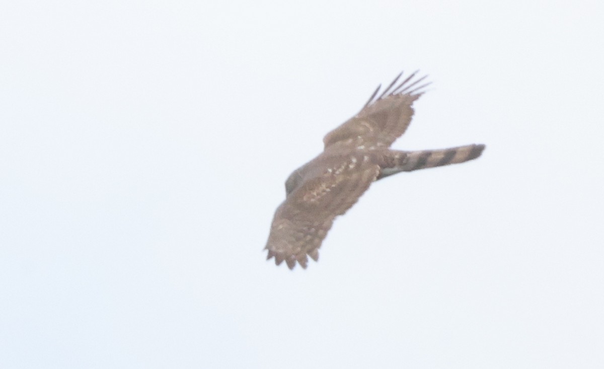 Sharp-shinned Hawk - ML638755021