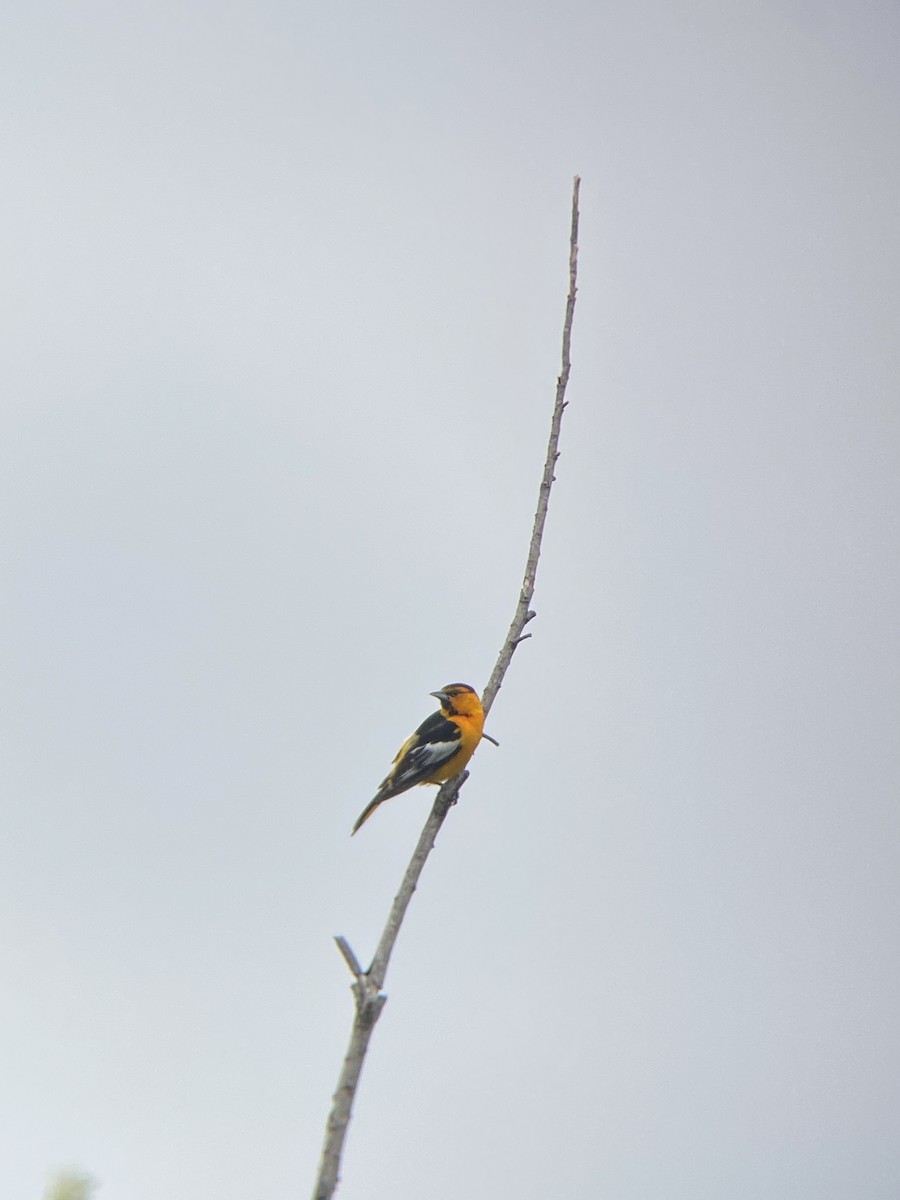 Bullock's Oriole - ML638755029