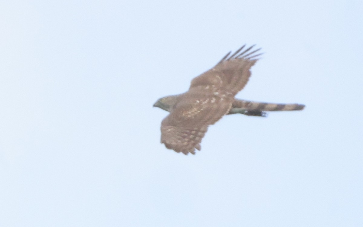 Sharp-shinned Hawk - ML638755034