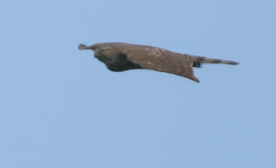 Sharp-shinned Hawk - ML638755039
