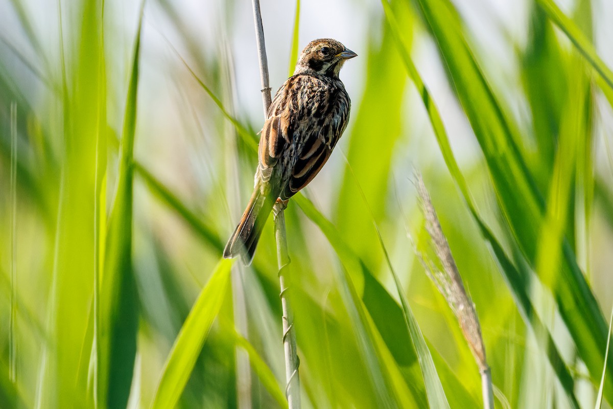 Reed Bunting - ML638755041