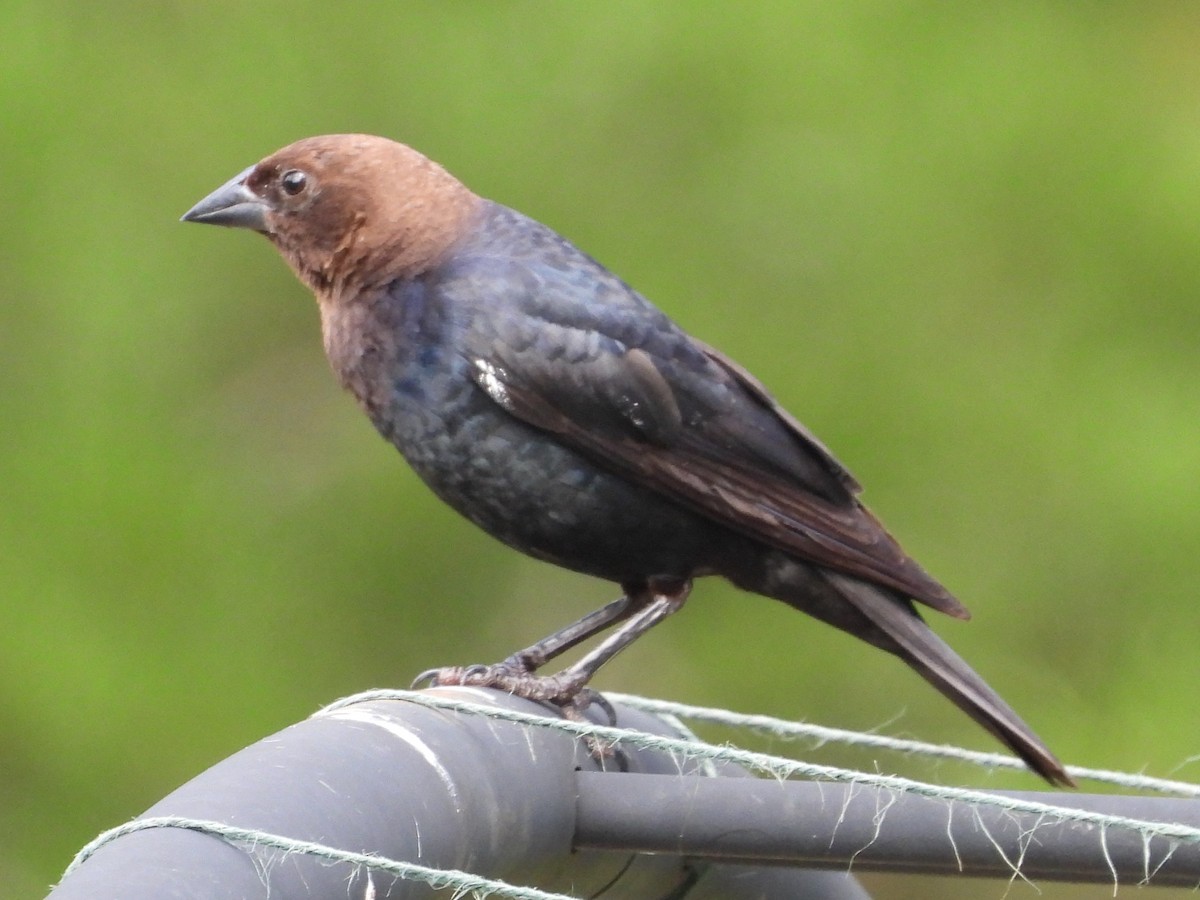 Brown-headed Cowbird - ML638755042