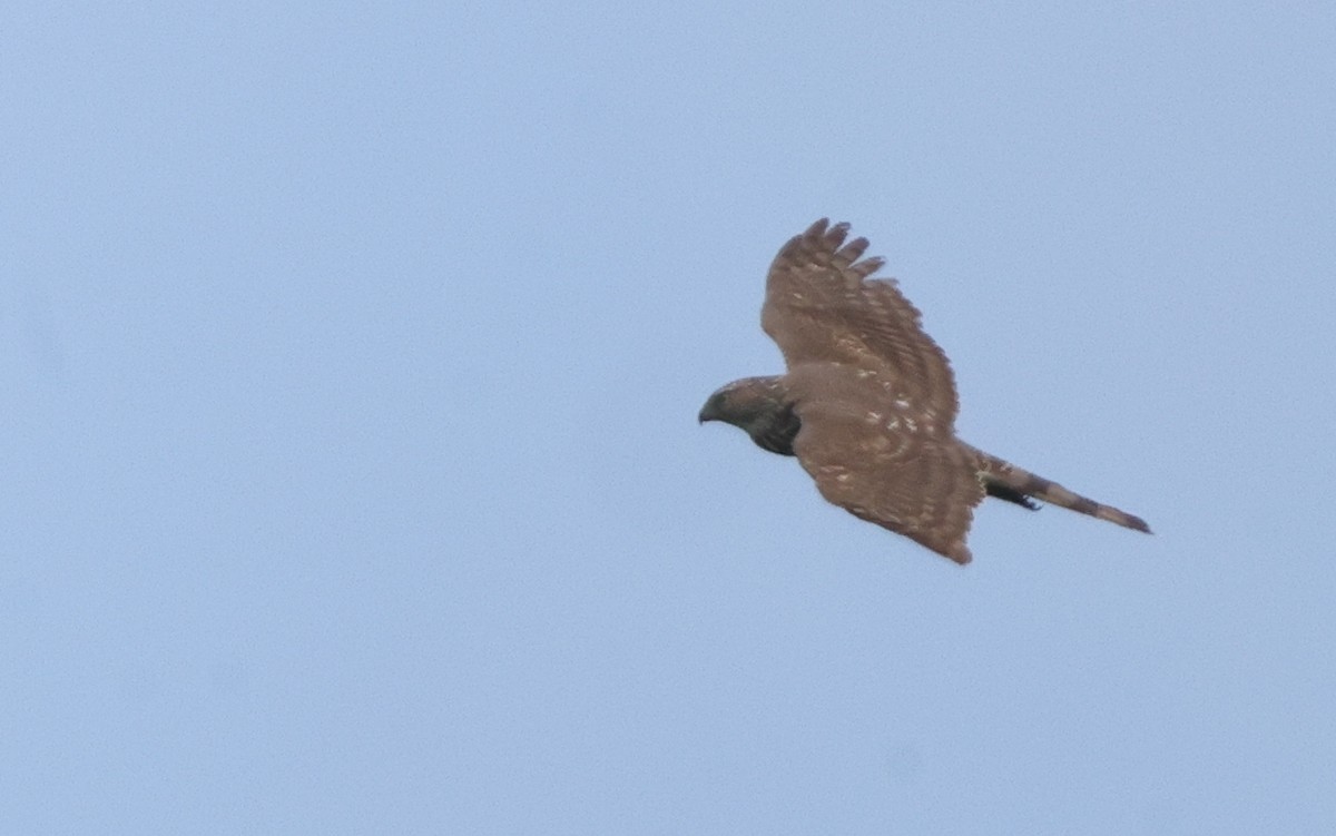 Sharp-shinned Hawk - ML638755043