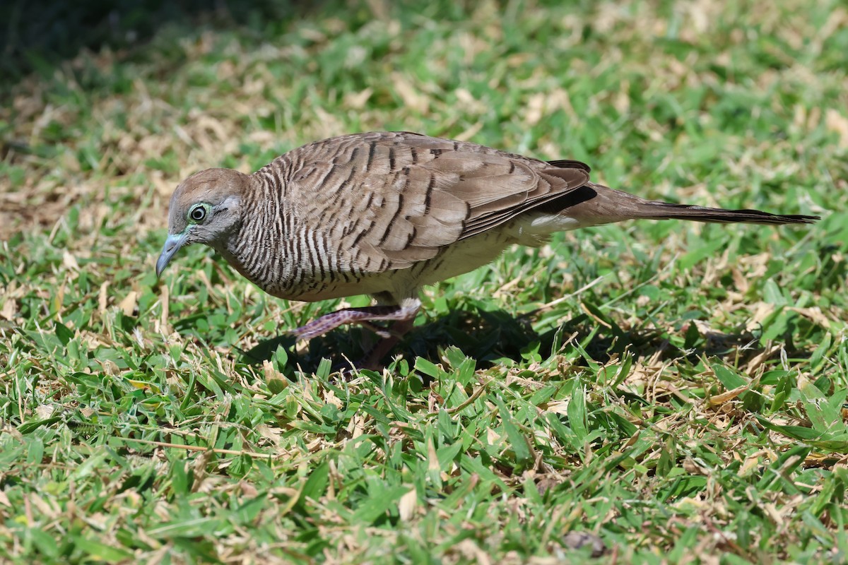 Zebra Dove - ML638755045
