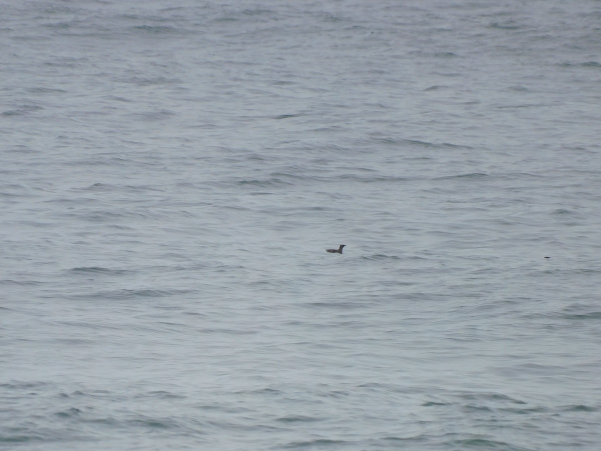 Marbled Murrelet - ML638755046