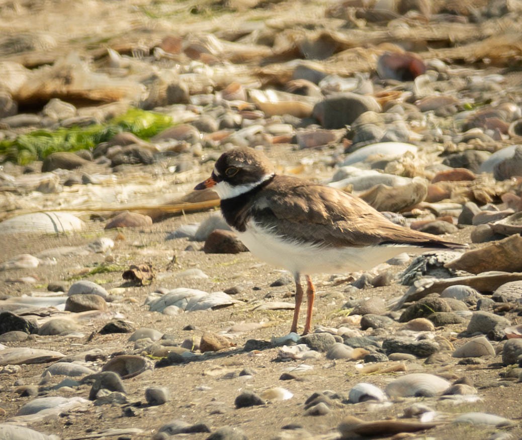 Semipalmated Plover - ML638755047