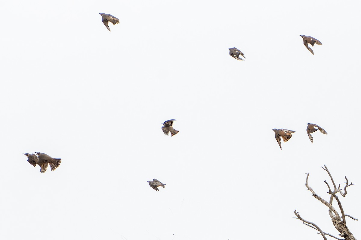 Dusky x Naumann's Thrush (hybrid) - ML638755048