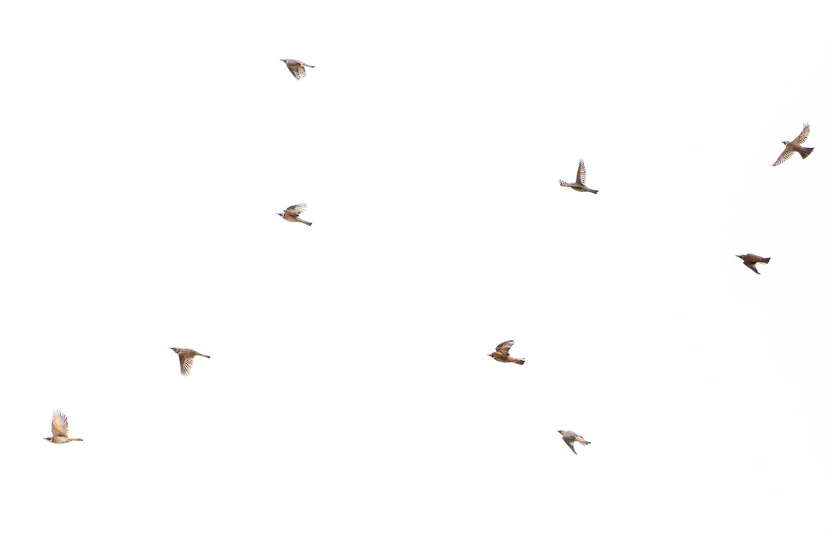 Dusky x Naumann's Thrush (hybrid) - ML638755049