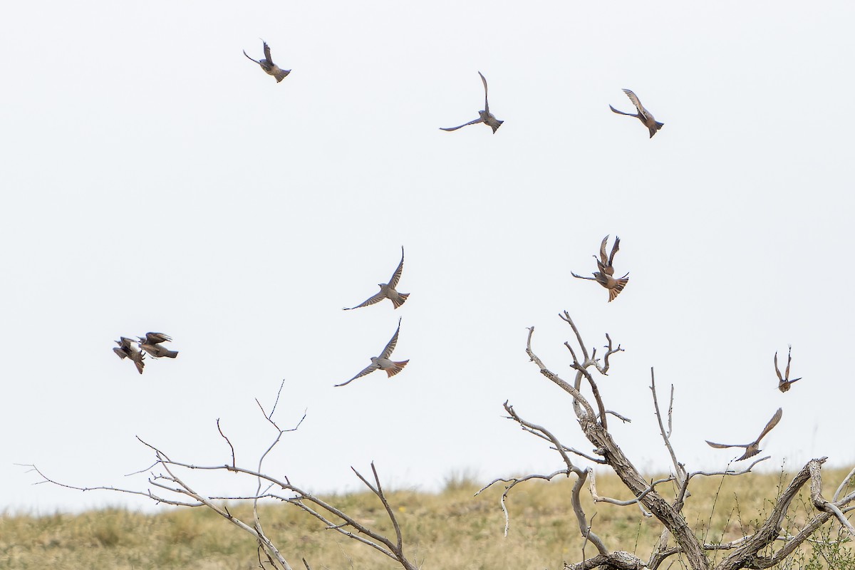 Dusky x Naumann's Thrush (hybrid) - ML638755050
