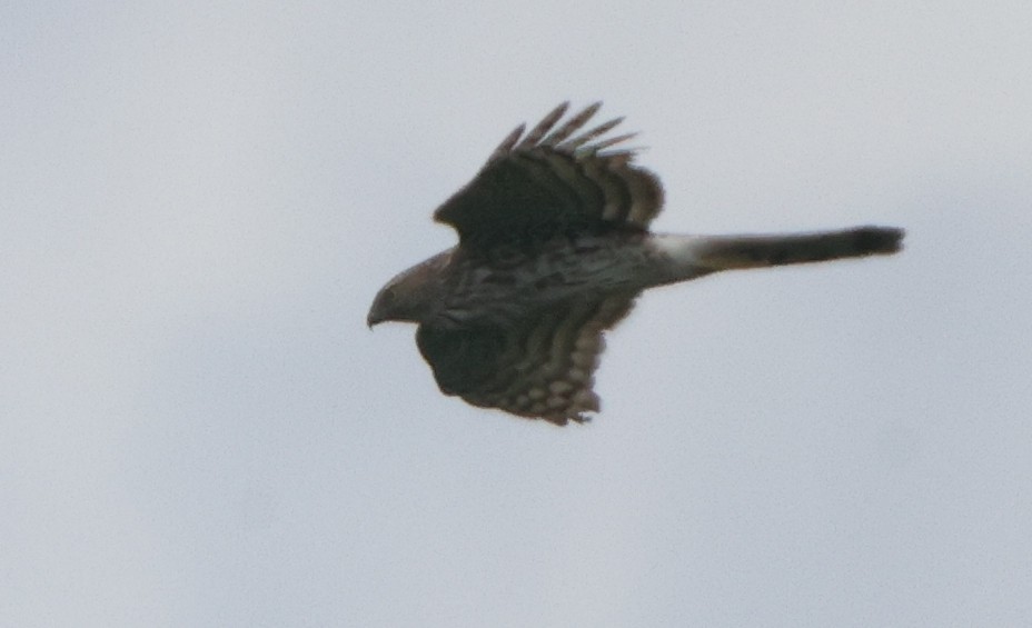 Sharp-shinned Hawk - ML638755053