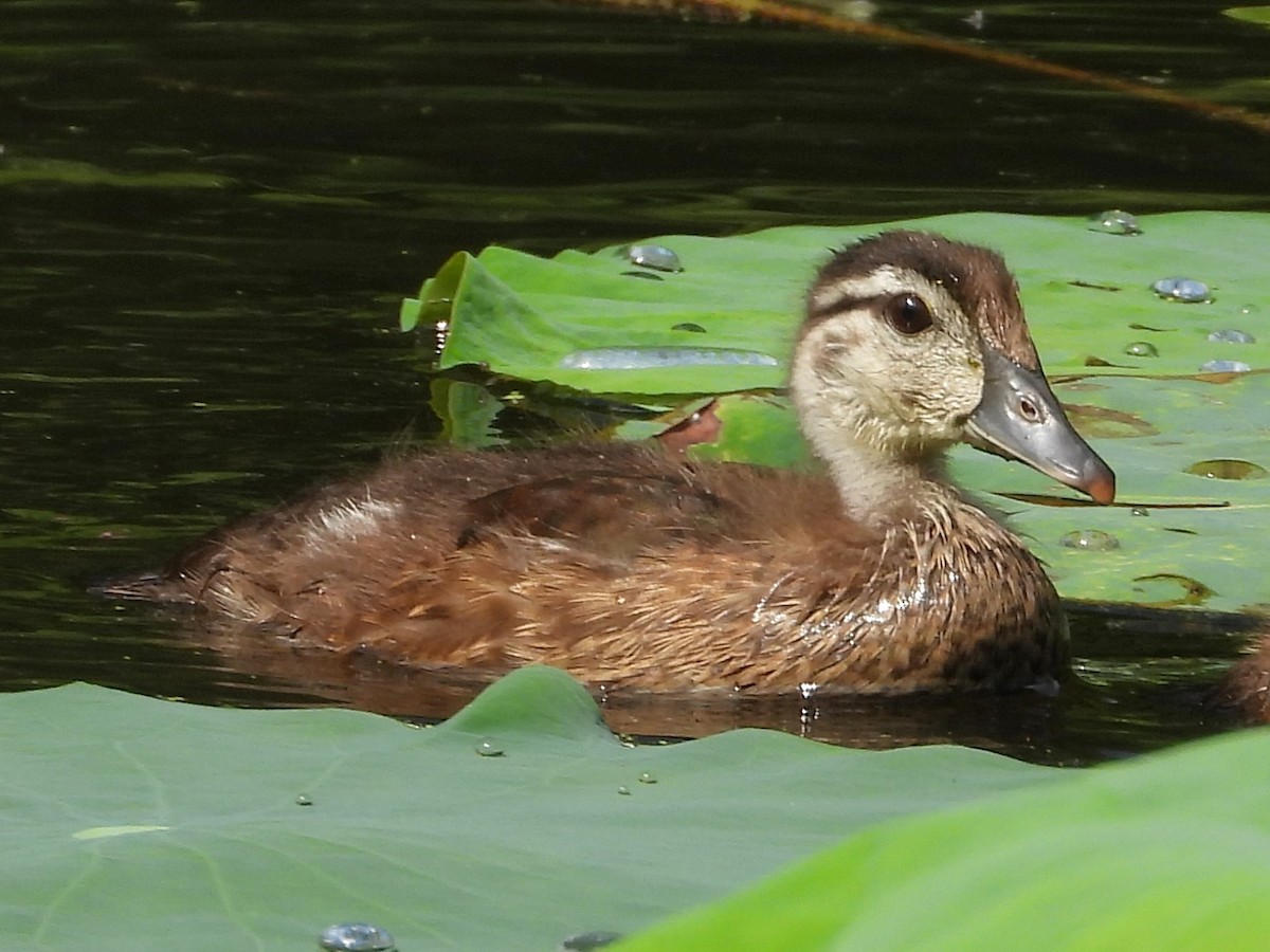 Wood Duck - ML638755055