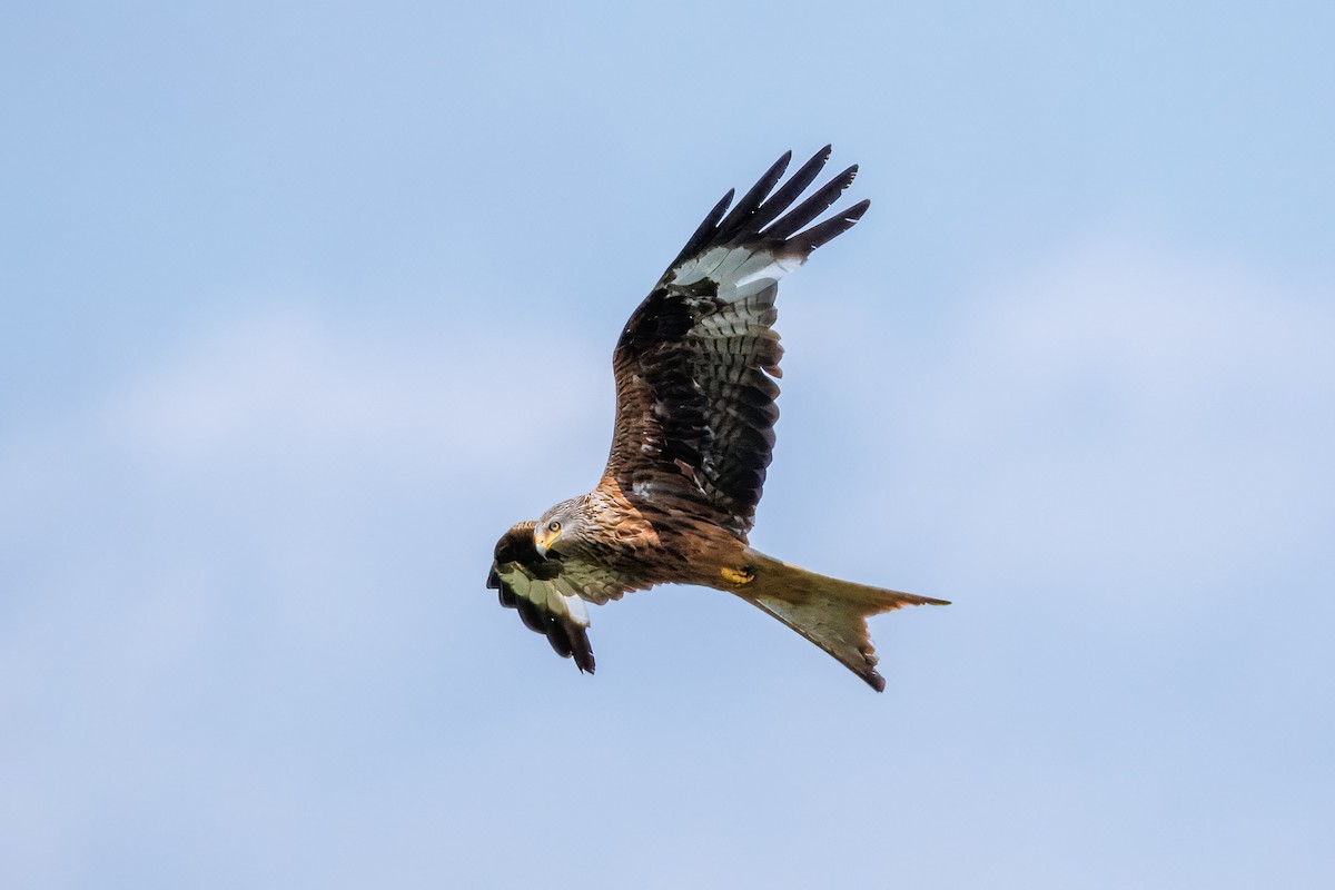 Red Kite - ML638755056