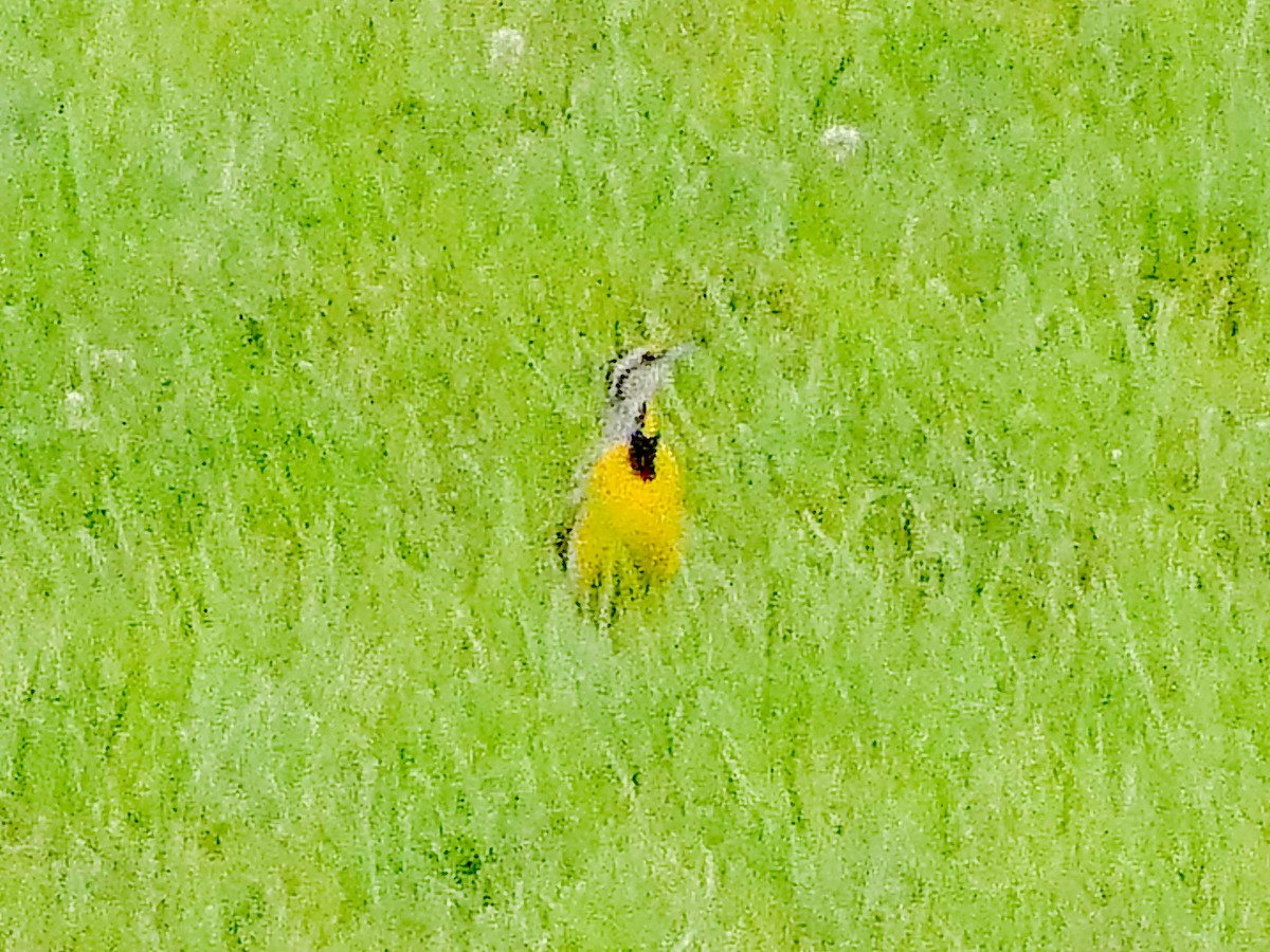 Eastern Meadowlark - ML638755057