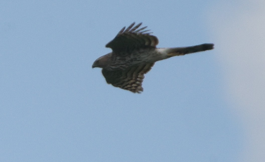 Sharp-shinned Hawk - ML638755058