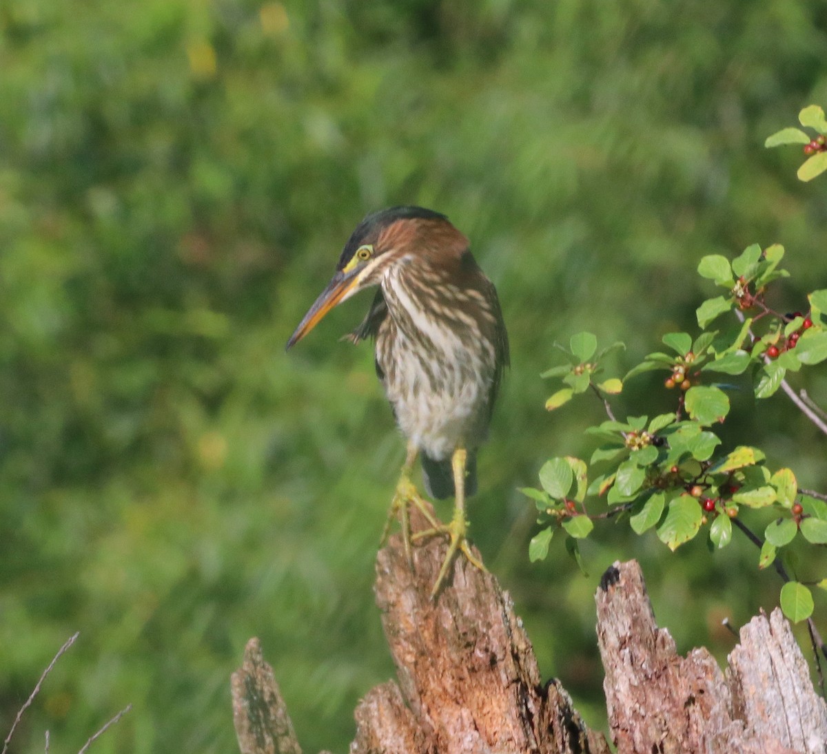Green Heron - ML638755061