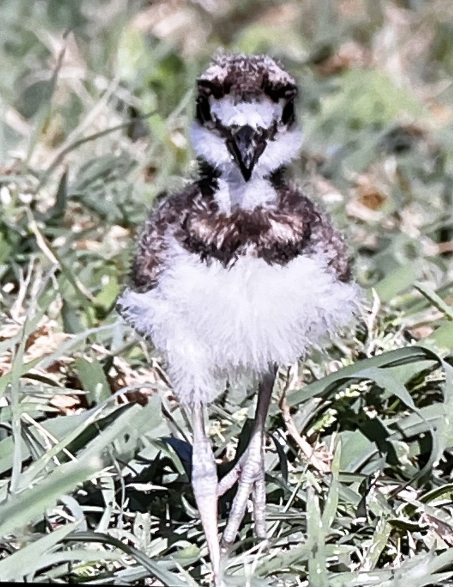 Killdeer - ML638755062