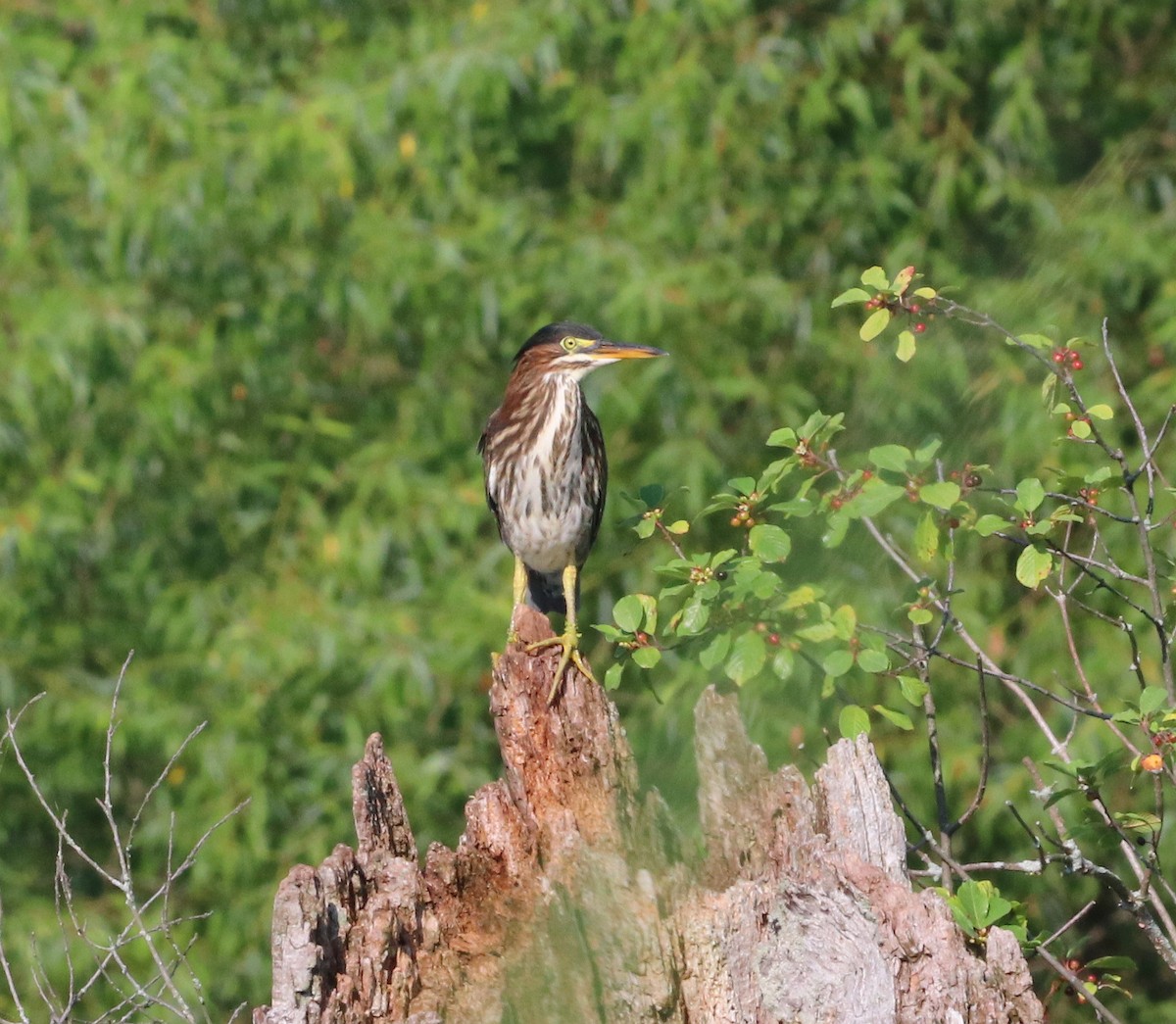 Green Heron - ML638755063