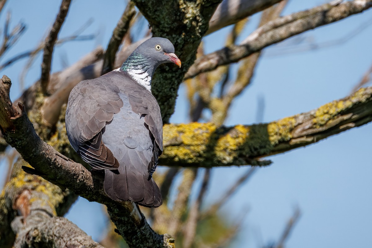 Common Wood-Pigeon - ML638755065