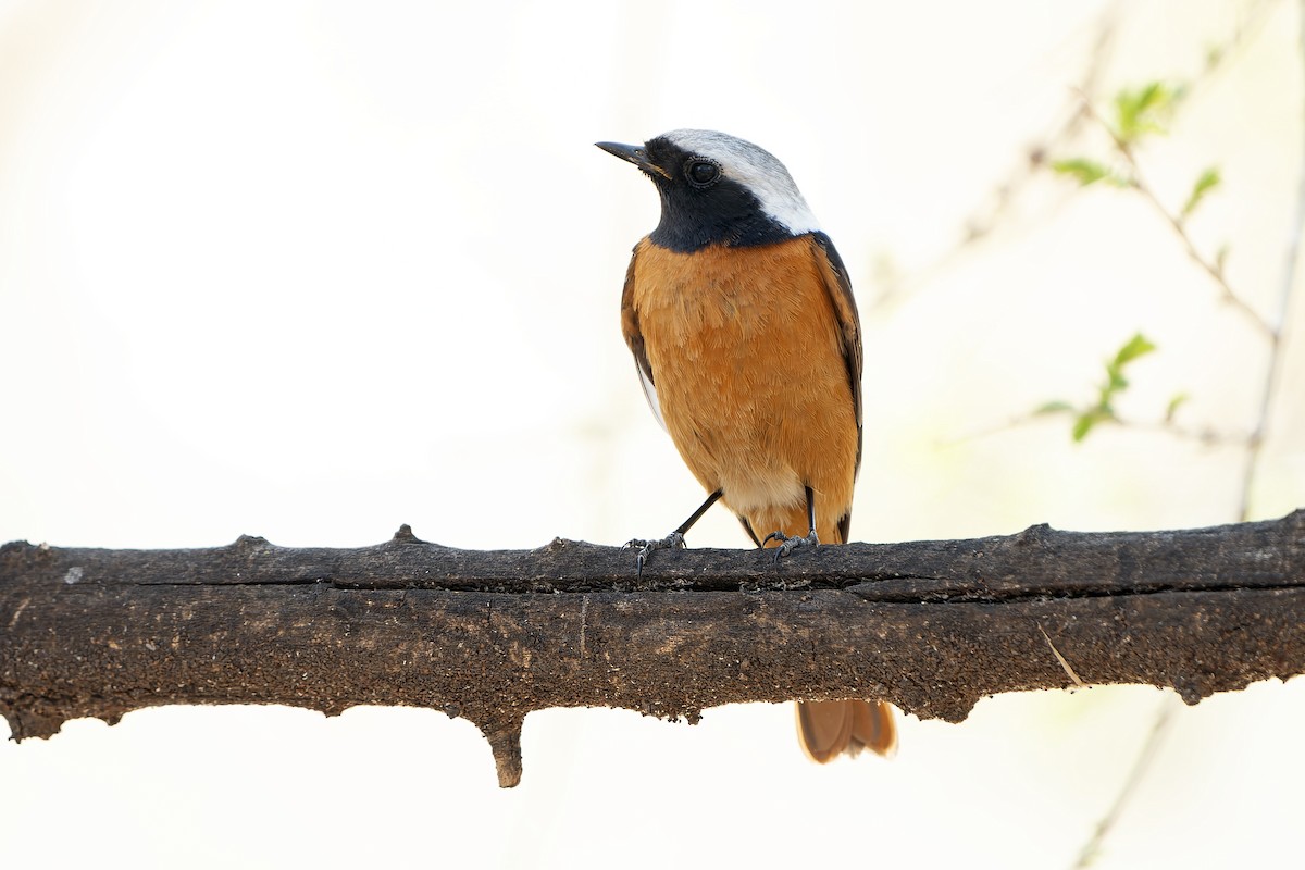 Daurian Redstart - ML638755078