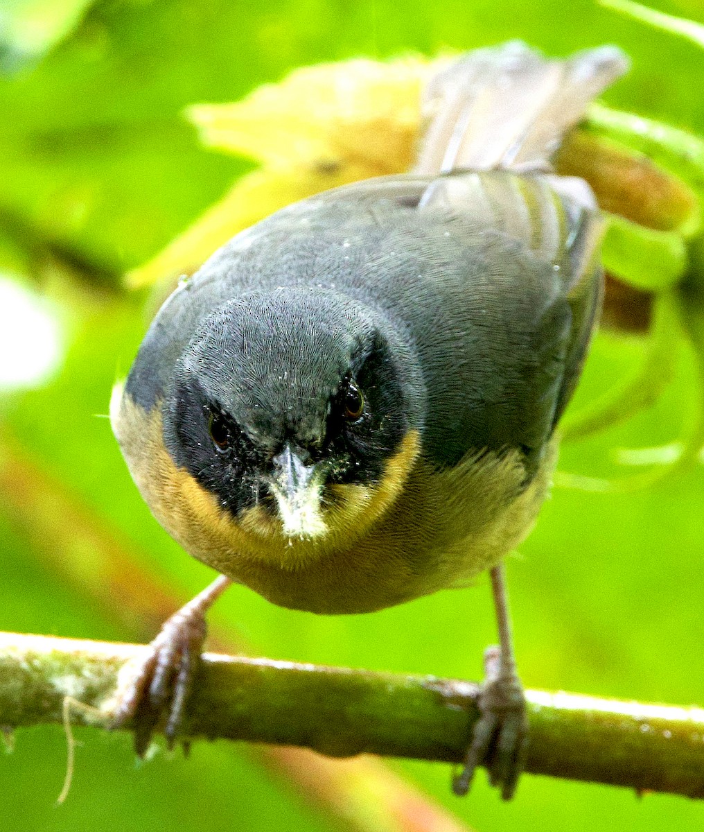 Black-eared Hemispingus - ML638755081