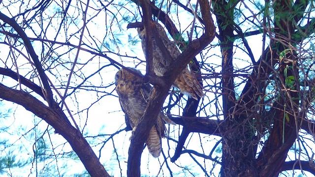 Great Horned Owl - ML638755087