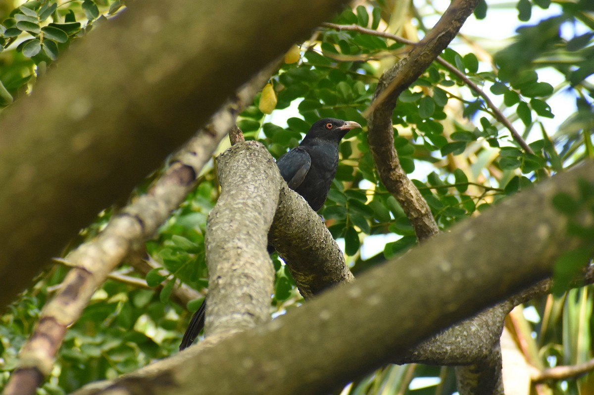 Asian Koel - ML638755090