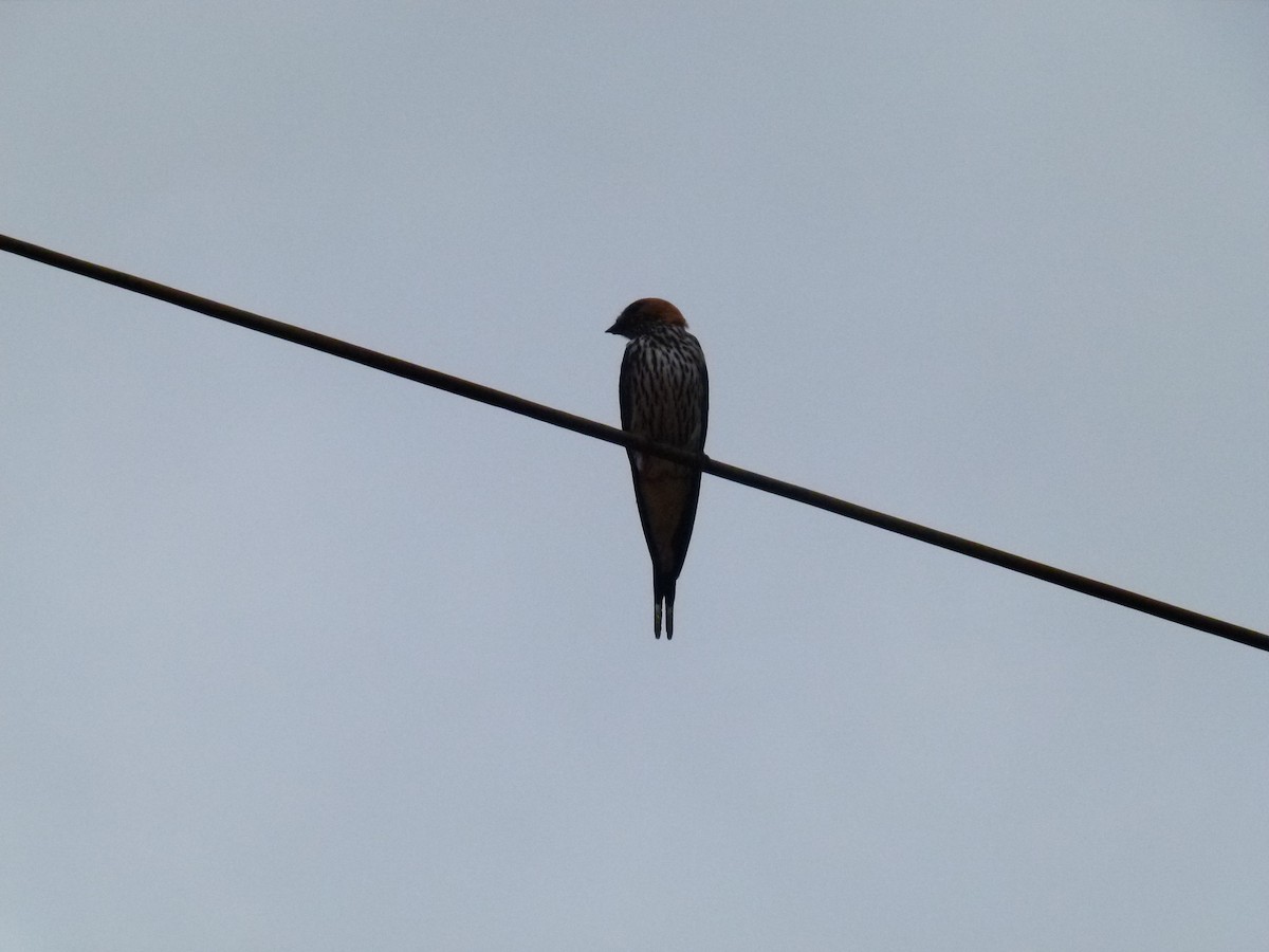 Lesser Striped Swallow - ML638755094