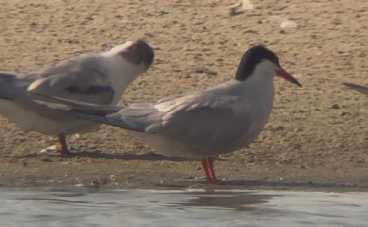 Common Tern - ML638755097