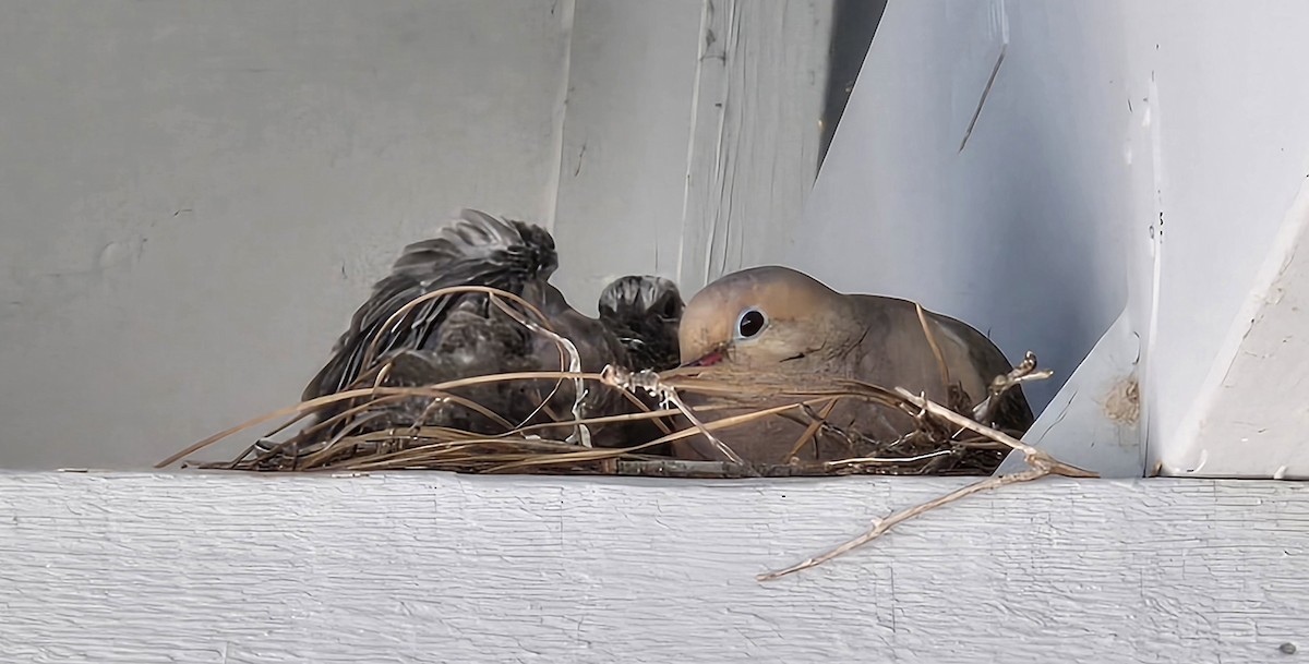 Mourning Dove - ML638755098