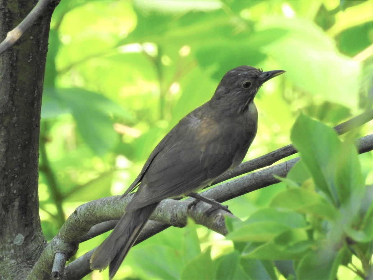 White-throated Thrush - ML63875511